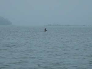 Peurapukki ui meressä